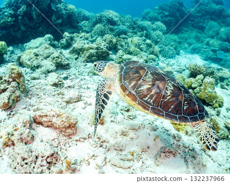 綠海龜等生物在珊瑚礁上悠閒地巡弋。美麗的珊瑚礁和成群的熱帶魚。島尻郡慶良間諸島的座間味島和阿室島 132237966