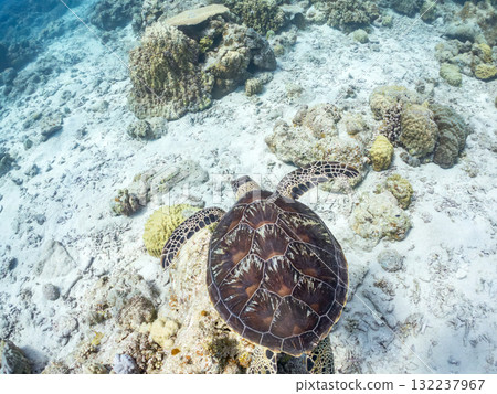 綠海龜等生物在珊瑚礁上悠閒地巡弋。美麗的珊瑚礁和成群的熱帶魚。島尻郡慶良間諸島的座間味島和阿室島 132237967