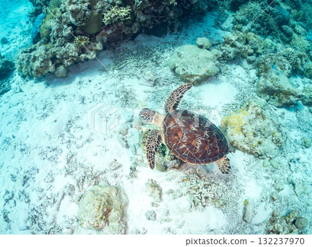 綠海龜等生物在珊瑚礁上悠閒地巡弋。美麗的珊瑚礁和成群的熱帶魚。島尻郡慶良間諸島的座間味島和阿室島 132237970