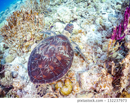 綠海龜等生物在珊瑚礁上悠閒地巡弋。美麗的珊瑚礁和成群的熱帶魚。島尻郡慶良間諸島的座間味島和阿室島 132237973