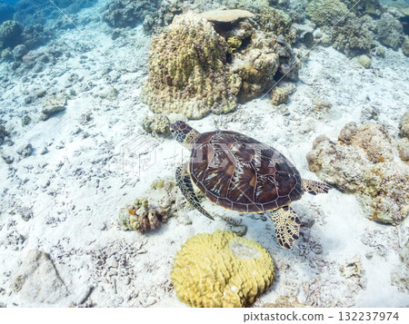 Green sea turtles and other creatures leisurely swimming on the coral reef. Beautiful coral reefs and schools of tropical fish. Zamami Island and Amuro Island in the Kerama Islands, Shimajiri District Green sea turtles and other creatures leisurely swimming on the coral reef. Beautiful coral reefs and schools of tropical fish. Zamami Island and Amuro Island in the Kerama Islands, Shimajiri District 132237974