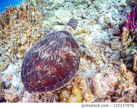 綠海龜等生物在珊瑚礁上悠閒地巡弋。美麗的珊瑚礁和成群的熱帶魚。島尻郡慶良間諸島的座間味島和阿室島 132237976