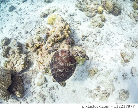 綠海龜等生物在珊瑚礁上悠閒地巡弋。美麗的珊瑚礁和成群的熱帶魚。島尻郡慶良間諸島的座間味島和阿室島 132237977