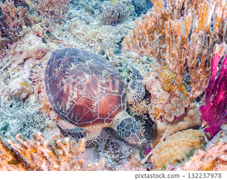 Green sea turtles and other creatures leisurely swimming on the coral reef. Beautiful coral reefs and schools of tropical fish. Zamami Island and Amuro Island in the Kerama Islands, Shimajiri District 132237978