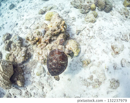 綠海龜等生物在珊瑚礁上悠閒地巡弋。美麗的珊瑚礁和成群的熱帶魚。島尻郡慶良間諸島的座間味島和阿室島 132237979