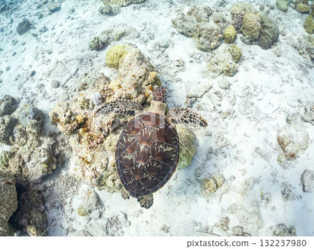 綠海龜等生物在珊瑚礁上悠閒地巡弋。美麗的珊瑚礁和成群的熱帶魚。島尻郡慶良間諸島的座間味島和阿室島 132237980