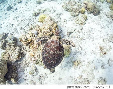 綠海龜等生物在珊瑚礁上悠閒地巡弋。美麗的珊瑚礁和成群的熱帶魚。島尻郡慶良間諸島的座間味島和阿室島 綠海龜等生物在珊瑚礁上悠閒地巡弋。美麗的珊瑚礁和成群的熱帶魚。島尻郡慶良間諸島的座間味島和阿室島 132237981