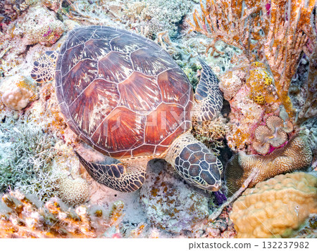 綠海龜等生物在珊瑚礁上悠閒地巡弋。美麗的珊瑚礁和成群的熱帶魚。島尻郡慶良間諸島的座間味島和阿室島 132237982