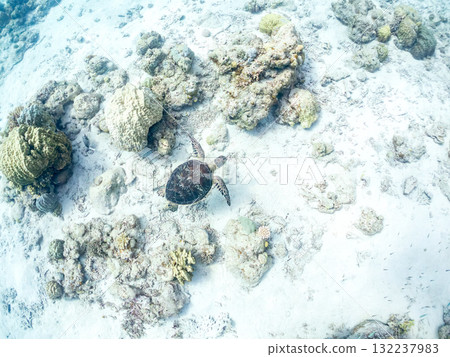 綠海龜等生物在珊瑚礁上悠閒地巡弋。美麗的珊瑚礁和成群的熱帶魚。島尻郡慶良間諸島的座間味島和阿室島 132237983