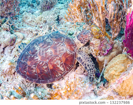 綠海龜等生物在珊瑚礁上悠閒地巡弋。美麗的珊瑚礁和成群的熱帶魚。島尻郡慶良間諸島的座間味島和阿室島 132237986