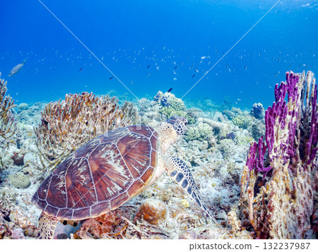 綠海龜等生物在珊瑚礁上悠閒地巡弋。美麗的珊瑚礁和成群的熱帶魚。島尻郡慶良間諸島的座間味島和阿室島 綠海龜等生物在珊瑚礁上悠閒地巡弋。美麗的珊瑚礁和成群的熱帶魚。島尻郡慶良間諸島的座間味島和阿室島 132237987