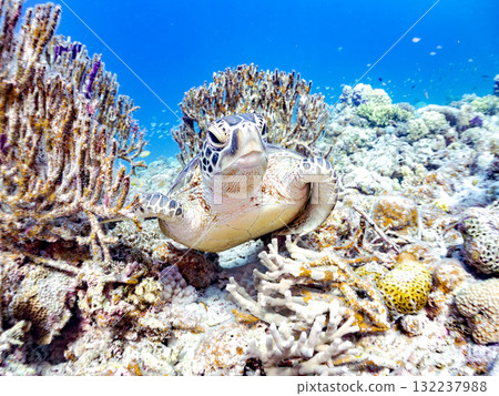 綠海龜等生物在珊瑚礁上悠閒地巡弋。美麗的珊瑚礁和成群的熱帶魚。島尻郡慶良間諸島的座間味島和阿室島 綠海龜等生物在珊瑚礁上悠閒地巡弋。美麗的珊瑚礁和成群的熱帶魚。島尻郡慶良間諸島的座間味島和阿室島 132237988