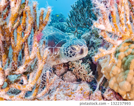 綠海龜等生物在珊瑚礁上悠閒地巡弋。美麗的珊瑚礁和成群的熱帶魚。島尻郡慶良間諸島的座間味島和阿室島 綠海龜等生物在珊瑚礁上悠閒地巡弋。美麗的珊瑚礁和成群的熱帶魚。島尻郡慶良間諸島的座間味島和阿室島 132237993