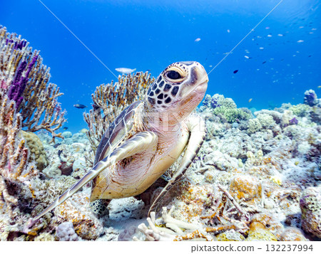 Green sea turtles and other creatures leisurely swimming on the coral reef. Beautiful coral reefs and schools of tropical fish. Zamami Island and Amuro Island in the Kerama Islands, Shimajiri District 132237994