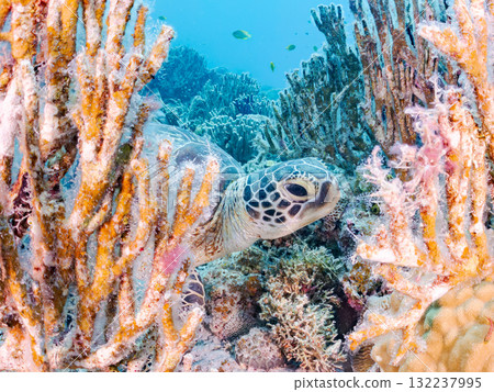 Green sea turtles and other creatures leisurely swimming on the coral reef. Beautiful coral reefs and schools of tropical fish. Zamami Island and Amuro Island in the Kerama Islands, Shimajiri District 132237995