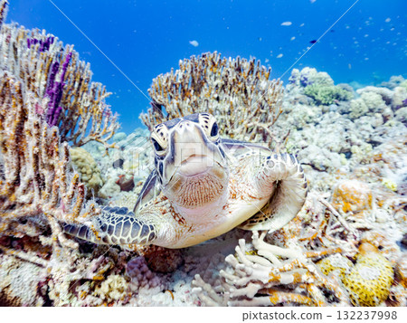 Green sea turtles and other creatures leisurely swimming on the coral reef. Beautiful coral reefs and schools of tropical fish. Zamami Island and Amuro Island in the Kerama Islands, Shimajiri District 132237998