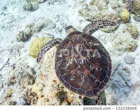 綠海龜等生物在珊瑚礁上悠閒地巡弋。美麗的珊瑚礁和成群的熱帶魚。島尻郡慶良間諸島的座間味島和阿室島 132238004