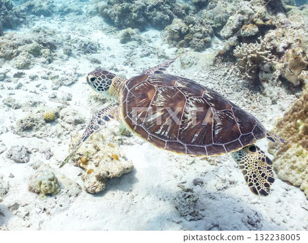 綠海龜等生物在珊瑚礁上悠閒地巡弋。美麗的珊瑚礁和成群的熱帶魚。島尻郡慶良間諸島的座間味島和阿室島 132238005