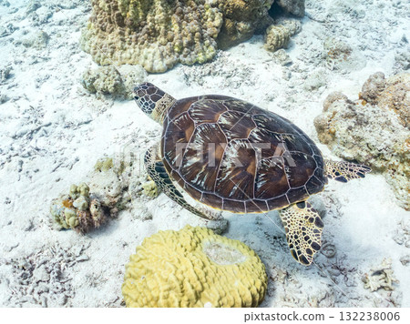 綠海龜等生物在珊瑚礁上悠閒地巡弋。美麗的珊瑚礁和成群的熱帶魚。島尻郡慶良間諸島的座間味島和阿室島 132238006