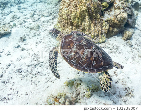 綠海龜等生物在珊瑚礁上悠閒地巡弋。美麗的珊瑚礁和成群的熱帶魚。島尻郡慶良間諸島的座間味島和阿室島 132238007