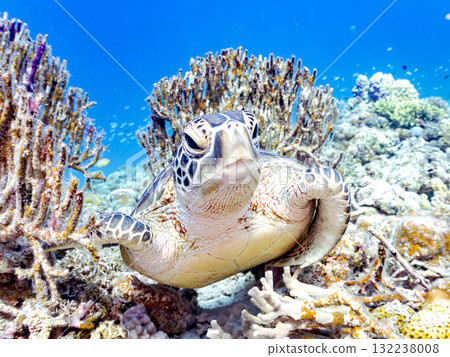 綠海龜等生物在珊瑚礁上悠閒地巡弋。美麗的珊瑚礁和成群的熱帶魚。島尻郡慶良間諸島的座間味島和阿室島 132238008