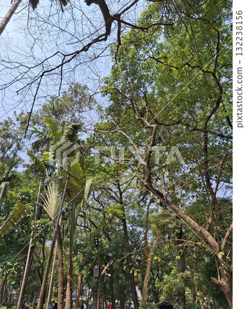 Lush green canopy of tropical trees against a bright sky Lush green canopy of tropical trees against a bright sky 132238156