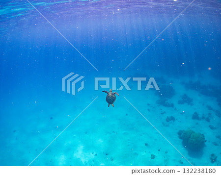一隻綠海龜浮出水面呼吸。美麗的珊瑚礁和成群的熱帶魚。島尻郡慶良間諸島座間味島和阿室島 一隻綠海龜浮出水面呼吸。美麗的珊瑚礁和成群的熱帶魚。島尻郡慶良間諸島座間味島和阿室島 132238180