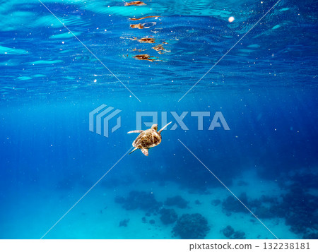 一隻綠海龜浮出水面呼吸。美麗的珊瑚礁和成群的熱帶魚。島尻郡慶良間諸島座間味島和阿室島 132238181