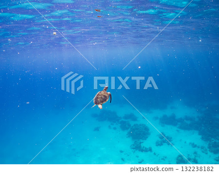 一隻綠海龜浮出水面呼吸。美麗的珊瑚礁和成群的熱帶魚。島尻郡慶良間諸島座間味島和阿室島 一隻綠海龜浮出水面呼吸。美麗的珊瑚礁和成群的熱帶魚。島尻郡慶良間諸島座間味島和阿室島 132238182