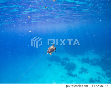 一隻綠海龜浮出水面呼吸。美麗的珊瑚礁和成群的熱帶魚。島尻郡慶良間諸島座間味島和阿室島 一隻綠海龜浮出水面呼吸。美麗的珊瑚礁和成群的熱帶魚。島尻郡慶良間諸島座間味島和阿室島 132238183