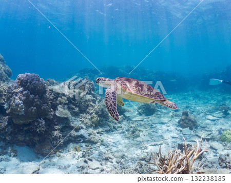 一隻綠海龜浮出水面呼吸。美麗的珊瑚礁和成群的熱帶魚。島尻郡慶良間諸島座間味島和阿室島 一隻綠海龜浮出水面呼吸。美麗的珊瑚礁和成群的熱帶魚。島尻郡慶良間諸島座間味島和阿室島 132238185