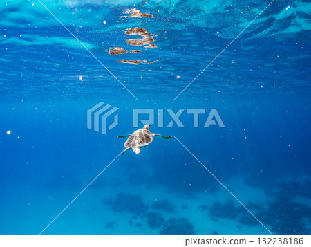 一隻綠海龜浮出水面呼吸。美麗的珊瑚礁和成群的熱帶魚。島尻郡慶良間諸島座間味島和阿室島 132238186