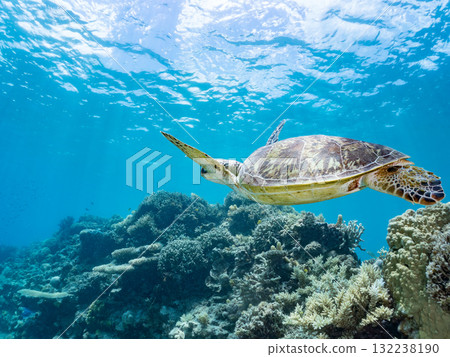 一隻綠海龜浮出水面呼吸。美麗的珊瑚礁和成群的熱帶魚。島尻郡慶良間諸島座間味島和阿室島 一隻綠海龜浮出水面呼吸。美麗的珊瑚礁和成群的熱帶魚。島尻郡慶良間諸島座間味島和阿室島 132238190