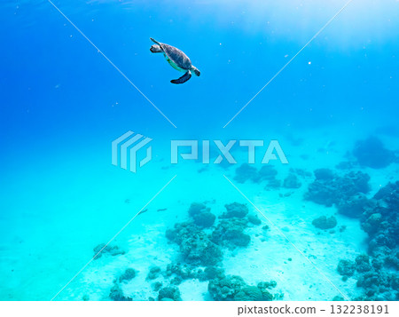 A green sea turtle surfaces to take a breath. Beautiful coral reefs and schools of tropical fish. Zamami Island and Amuro Island, Kerama Islands, Shimajiri District 132238191