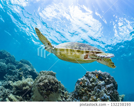 A green sea turtle surfaces to take a breath. Beautiful coral reefs and schools of tropical fish. Zamami Island and Amuro Island, Kerama Islands, Shimajiri District A green sea turtle surfaces to take a breath. Beautiful coral reefs and schools of tropical fish. Zamami Island and Amuro Island, Kerama Islands, Shimajiri District 132238193