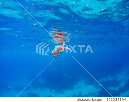 一隻綠海龜浮出水面呼吸。美麗的珊瑚礁和成群的熱帶魚。島尻郡慶良間諸島座間味島和阿室島 一隻綠海龜浮出水面呼吸。美麗的珊瑚礁和成群的熱帶魚。島尻郡慶良間諸島座間味島和阿室島 132238194