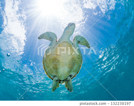 一隻綠海龜浮出水面呼吸。美麗的珊瑚礁和成群的熱帶魚。島尻郡慶良間諸島座間味島和阿室島 一隻綠海龜浮出水面呼吸。美麗的珊瑚礁和成群的熱帶魚。島尻郡慶良間諸島座間味島和阿室島 132238197