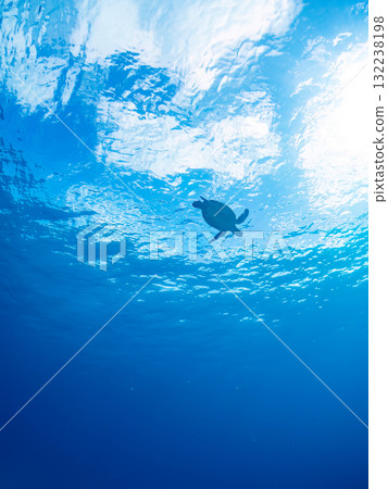 A green sea turtle surfaces to take a breath. Beautiful coral reefs and schools of tropical fish. Zamami Island and Amuro Island, Kerama Islands, Shimajiri District A green sea turtle surfaces to take a breath. Beautiful coral reefs and schools of tropical fish. Zamami Island and Amuro Island, Kerama Islands, Shimajiri District 132238198