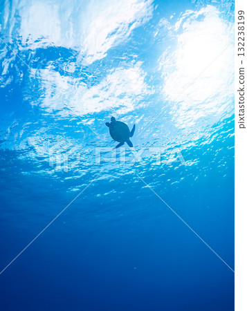 一隻綠海龜浮出水面呼吸。美麗的珊瑚礁和成群的熱帶魚。島尻郡慶良間諸島座間味島和阿室島 132238199