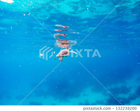 一隻綠海龜浮出水面呼吸。美麗的珊瑚礁和成群的熱帶魚。島尻郡慶良間諸島座間味島和阿室島 一隻綠海龜浮出水面呼吸。美麗的珊瑚礁和成群的熱帶魚。島尻郡慶良間諸島座間味島和阿室島 132238200