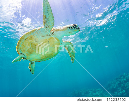 A green sea turtle surfaces to take a breath. Beautiful coral reefs and schools of tropical fish. Zamami Island and Amuro Island, Kerama Islands, Shimajiri District A green sea turtle surfaces to take a breath. Beautiful coral reefs and schools of tropical fish. Zamami Island and Amuro Island, Kerama Islands, Shimajiri District 132238202