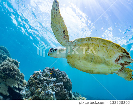 A green sea turtle surfaces to take a breath. Beautiful coral reefs and schools of tropical fish. Zamami Island and Amuro Island, Kerama Islands, Shimajiri District 132238203