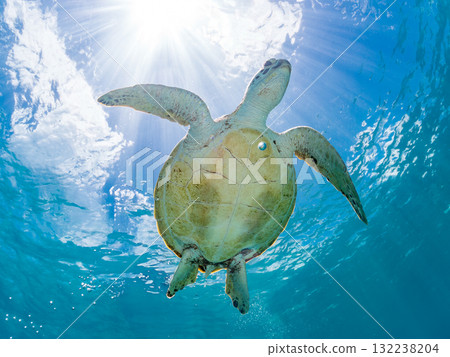 一隻綠海龜浮出水面呼吸。美麗的珊瑚礁和成群的熱帶魚。島尻郡慶良間諸島座間味島和阿室島 一隻綠海龜浮出水面呼吸。美麗的珊瑚礁和成群的熱帶魚。島尻郡慶良間諸島座間味島和阿室島 132238204