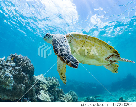 一隻綠海龜浮出水面呼吸。美麗的珊瑚礁和成群的熱帶魚。島尻郡慶良間諸島座間味島和阿室島 一隻綠海龜浮出水面呼吸。美麗的珊瑚礁和成群的熱帶魚。島尻郡慶良間諸島座間味島和阿室島 132238205