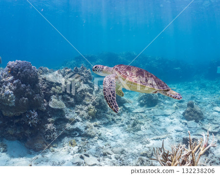 一隻綠海龜浮出水面呼吸。美麗的珊瑚礁和成群的熱帶魚。島尻郡慶良間諸島座間味島和阿室島 一隻綠海龜浮出水面呼吸。美麗的珊瑚礁和成群的熱帶魚。島尻郡慶良間諸島座間味島和阿室島 132238206