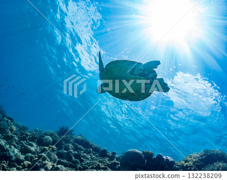 一隻綠海龜浮出水面呼吸。美麗的珊瑚礁和成群的熱帶魚。島尻郡慶良間諸島座間味島和阿室島 一隻綠海龜浮出水面呼吸。美麗的珊瑚礁和成群的熱帶魚。島尻郡慶良間諸島座間味島和阿室島 132238209