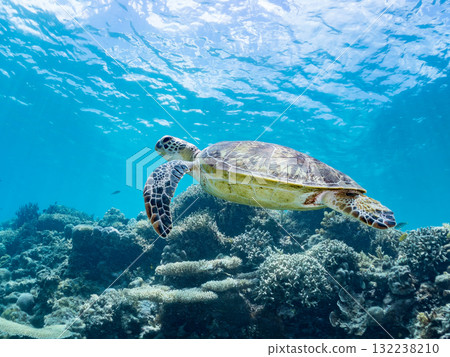 一隻綠海龜浮出水面呼吸。美麗的珊瑚礁和成群的熱帶魚。島尻郡慶良間諸島座間味島和阿室島 一隻綠海龜浮出水面呼吸。美麗的珊瑚礁和成群的熱帶魚。島尻郡慶良間諸島座間味島和阿室島 132238210