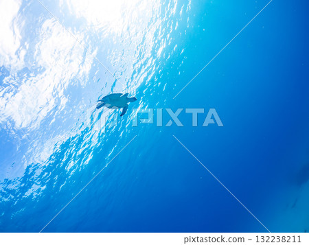 一隻綠海龜浮出水面呼吸。美麗的珊瑚礁和成群的熱帶魚。島尻郡慶良間諸島座間味島和阿室島 132238211