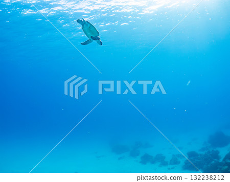 一隻綠海龜浮出水面呼吸。美麗的珊瑚礁和成群的熱帶魚。島尻郡慶良間諸島座間味島和阿室島 132238212