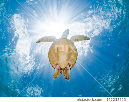 A green sea turtle surfaces to take a breath. Beautiful coral reefs and schools of tropical fish. Zamami Island and Amuro Island, Kerama Islands, Shimajiri District 132238213